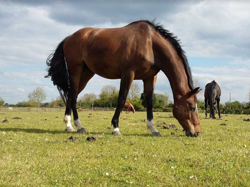 HARAS DES NOTES (HDN) - Bourgeauville