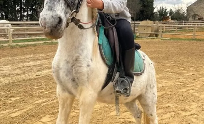 ECOLE D'EQUITATION DU BELICE - Beaucaire
