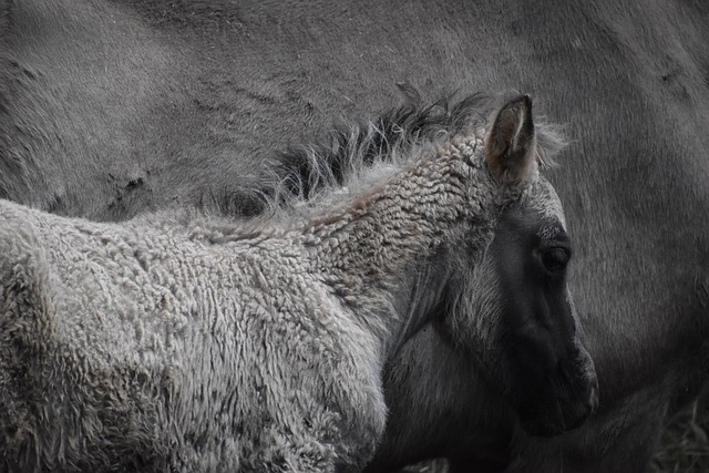 Pyrenean Tarpan