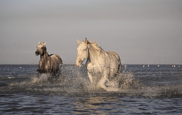 Cheval Camargue