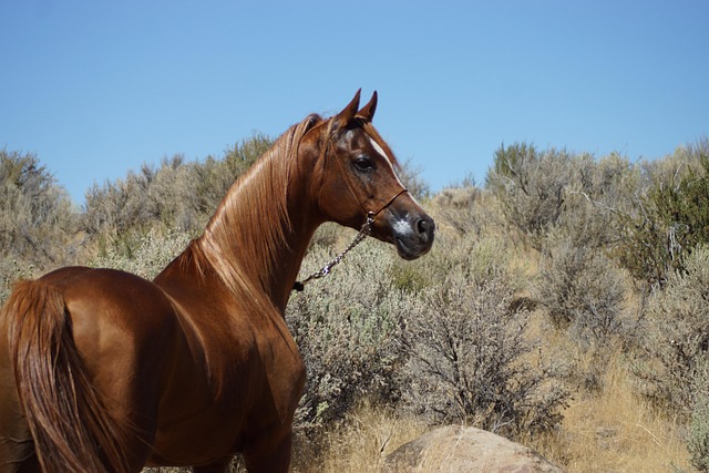 Cheval Arabe