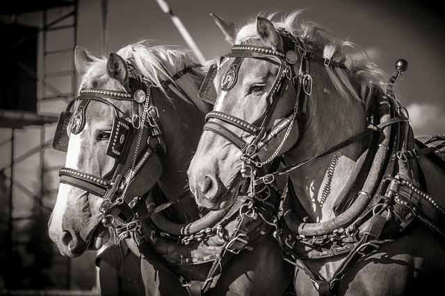Cheval de Trait