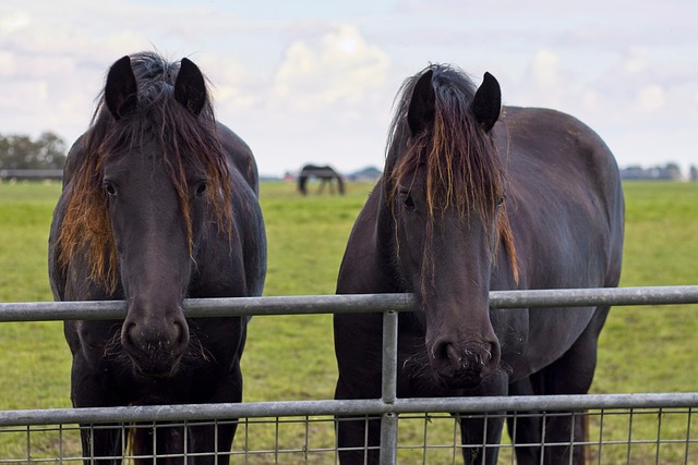 Cheval Frison