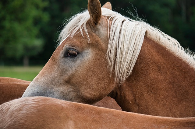 Haflinger