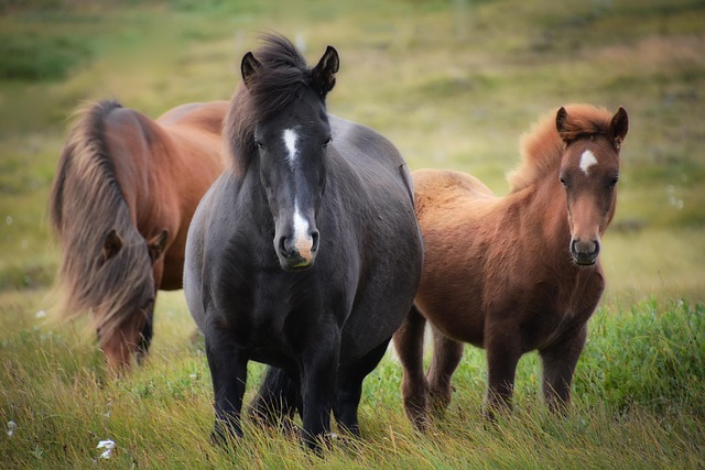 Cheval Islandais