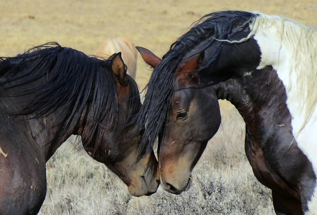 Mustang