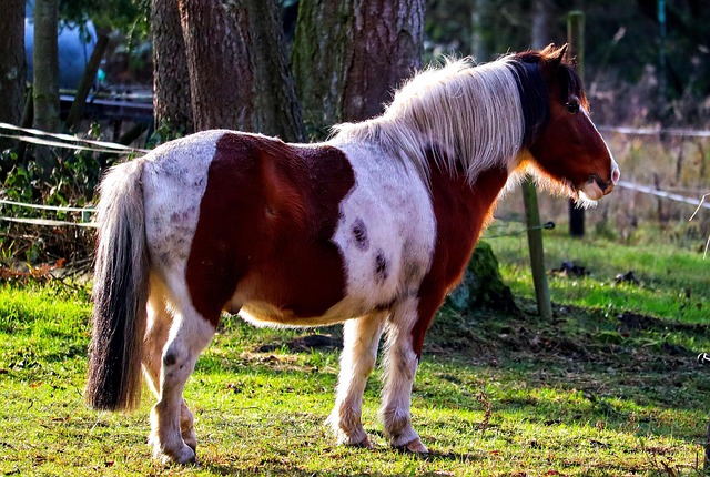 Paint Horse