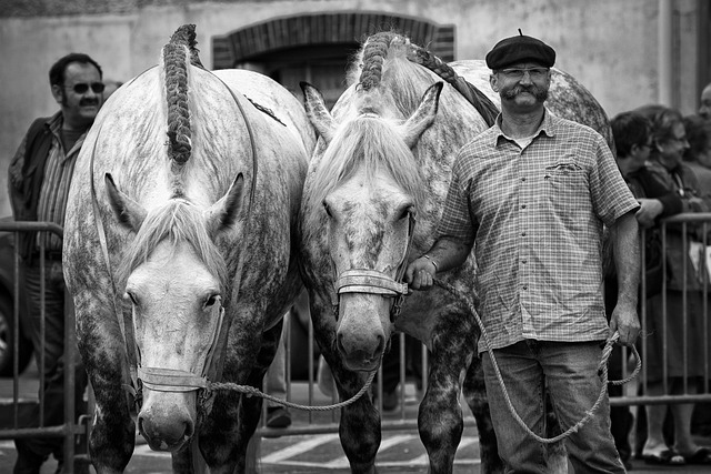 Percheron
