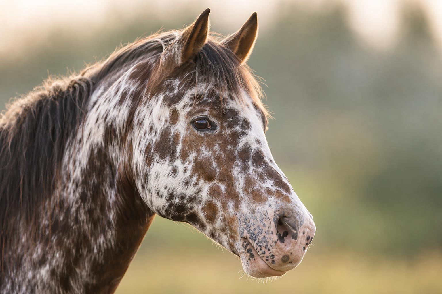 Portrait d'un Appaloosa