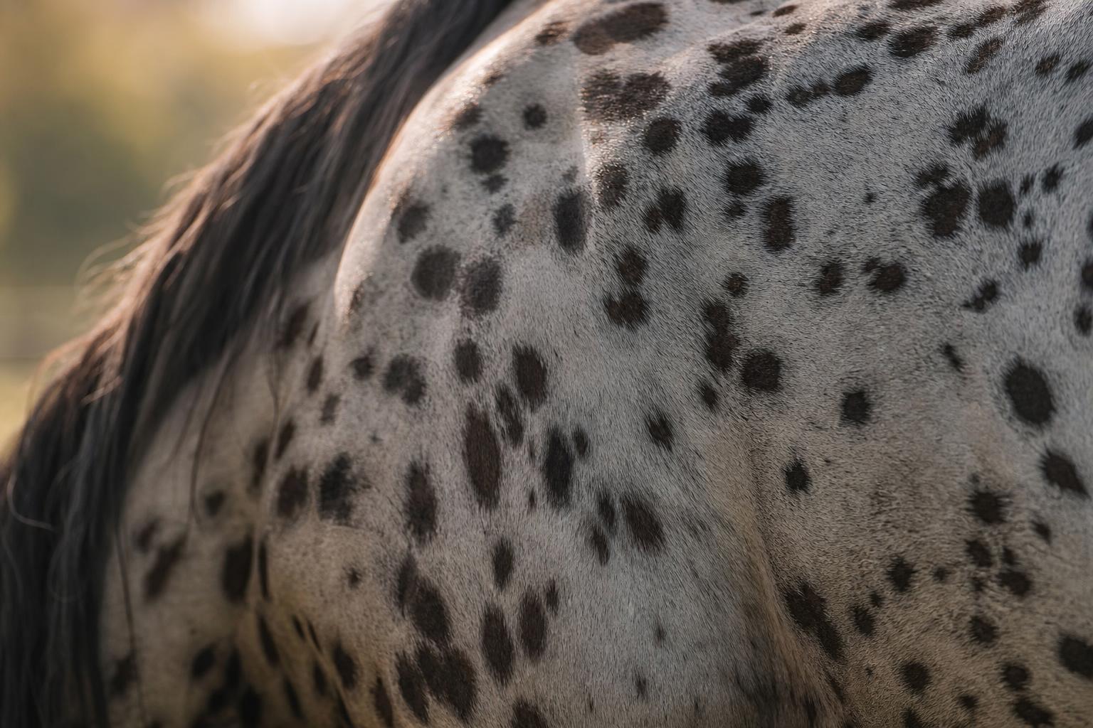 Gros plan sur la robe tachetée de l'Appaloosa