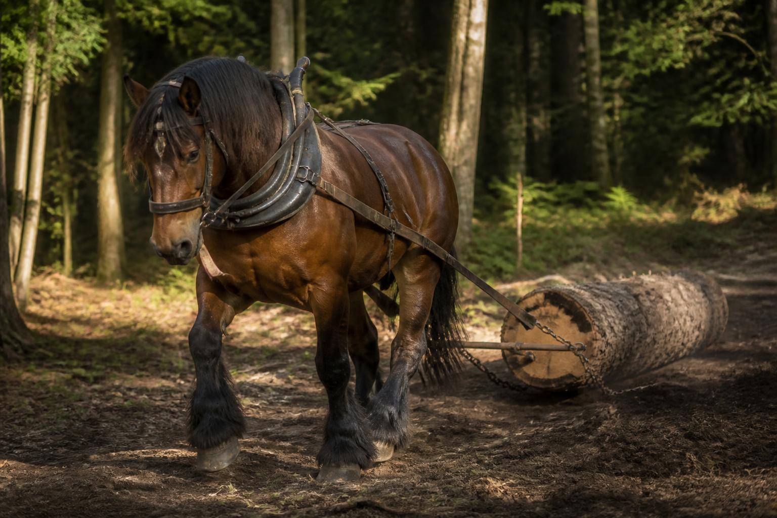 Heavy Ardennes-type draft horse hauling a log in a forest