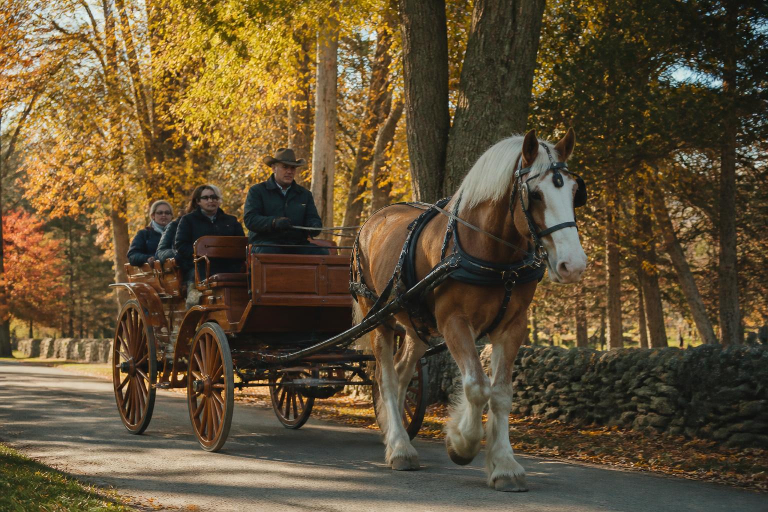 Draft horse harnessed to a leisure carriage