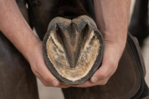 L&rsquo;anatomie du pied du cheval