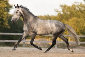 La locomotion et les mecanismes du cheval