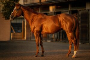 Les muscles du cheval