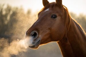 L appareil respiratoire du cheval