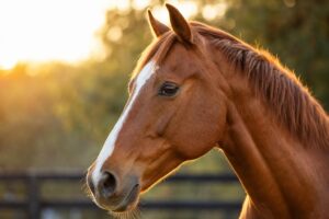 Les organes des sens du cheval