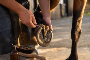Les soins des pieds : curage, graissage, marechalerie