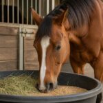 G1 – L’alimentation du cheval