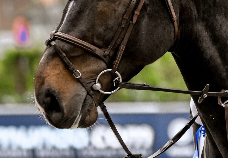 Dossier du mois : bien choisir le mors de son cheval