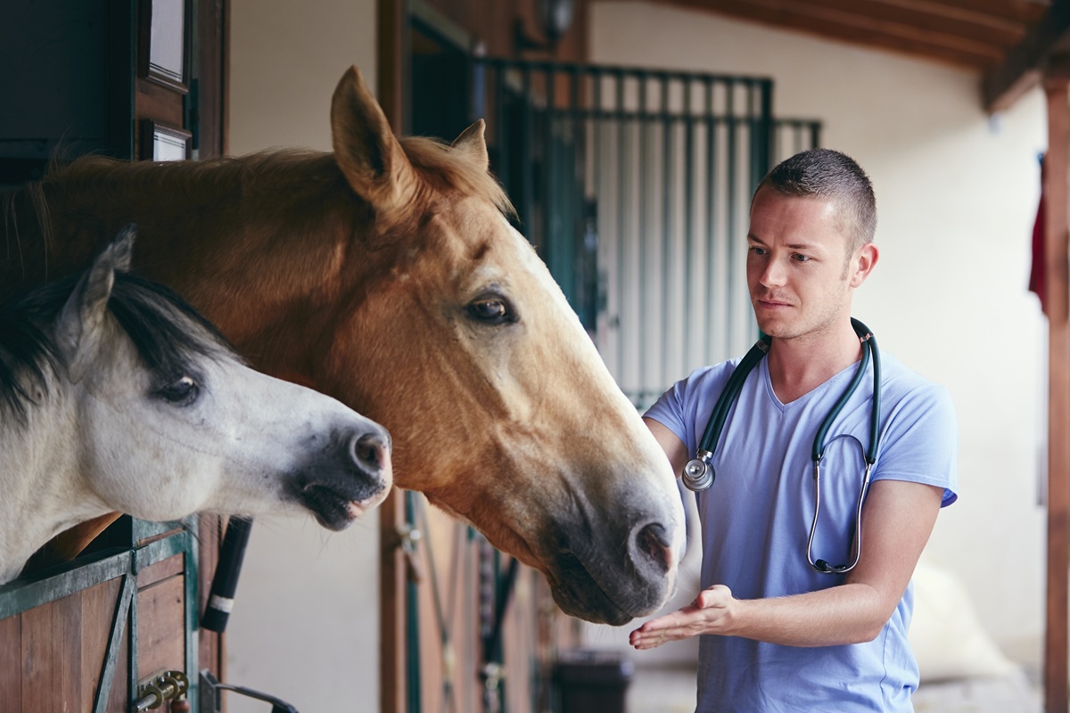 veterinaire equin box
