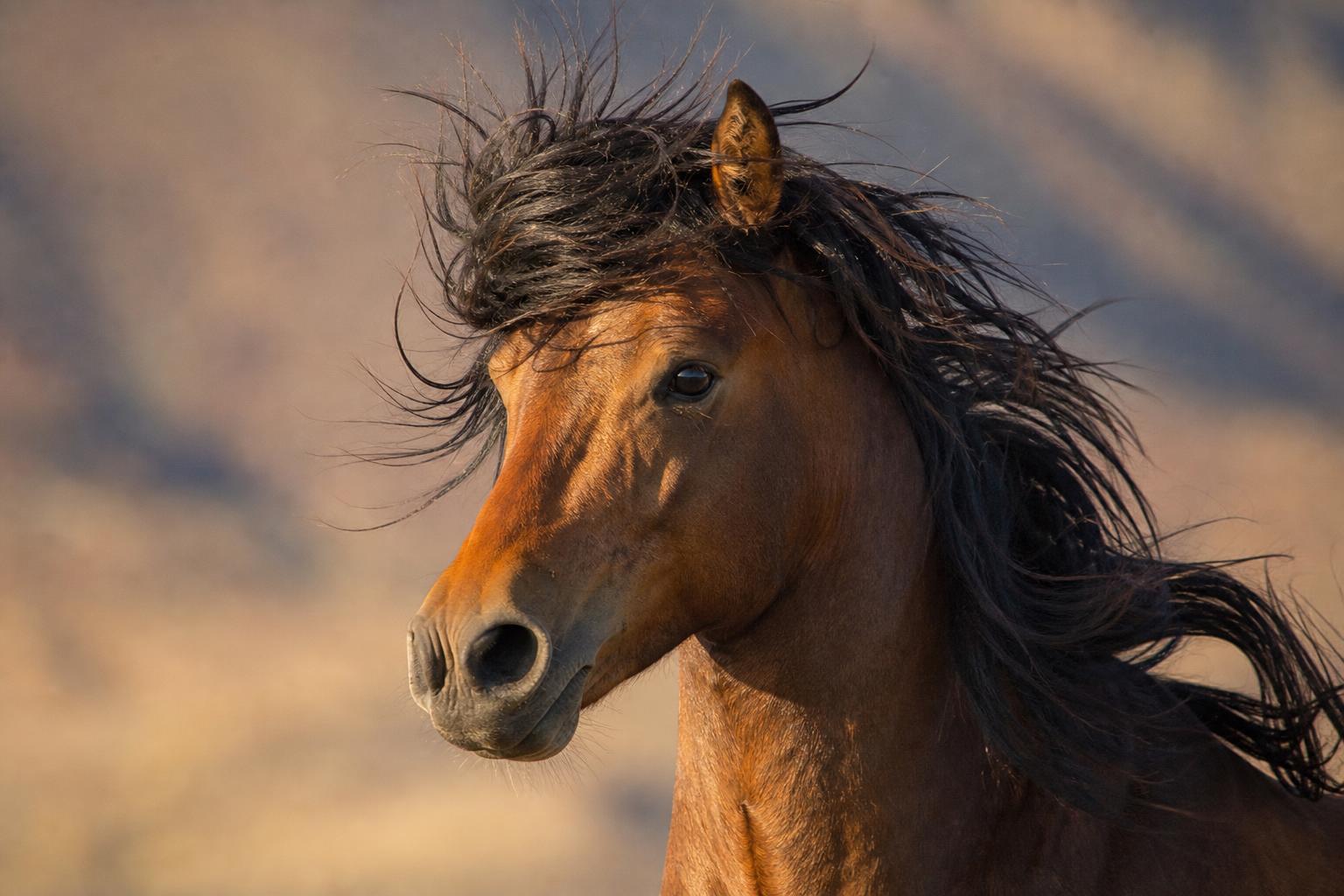 Portrait d'un Mustang