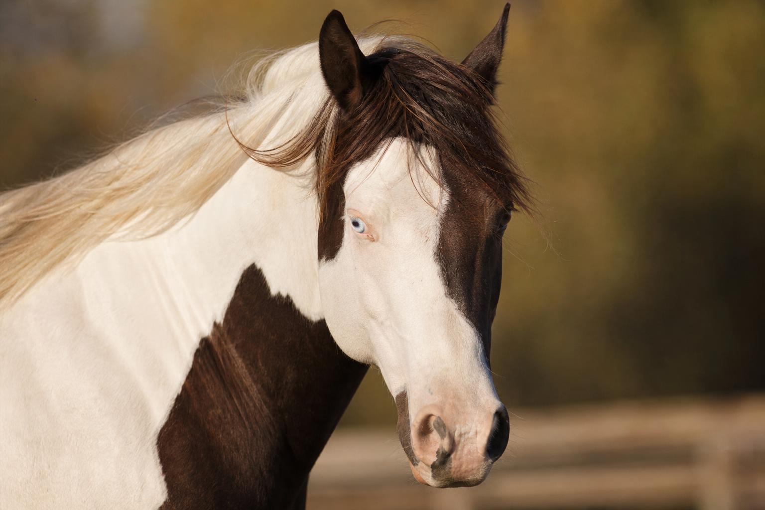 Portrait d'un Paint Horse