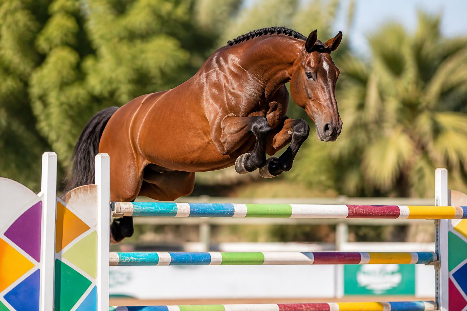 Cheval Selle Français franchissant un obstacle en CSO
