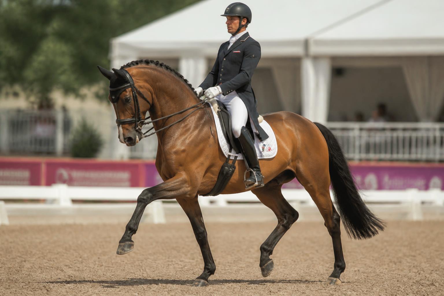 Cheval Selle Français en dressage