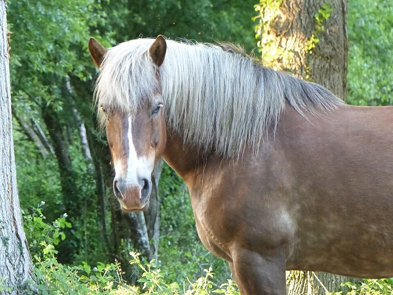 Cheval Trait Breton à la robe alezane et crins lavés