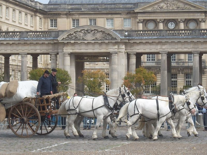 Cheval Boulonnais, le pur-sang des chevaux de trait