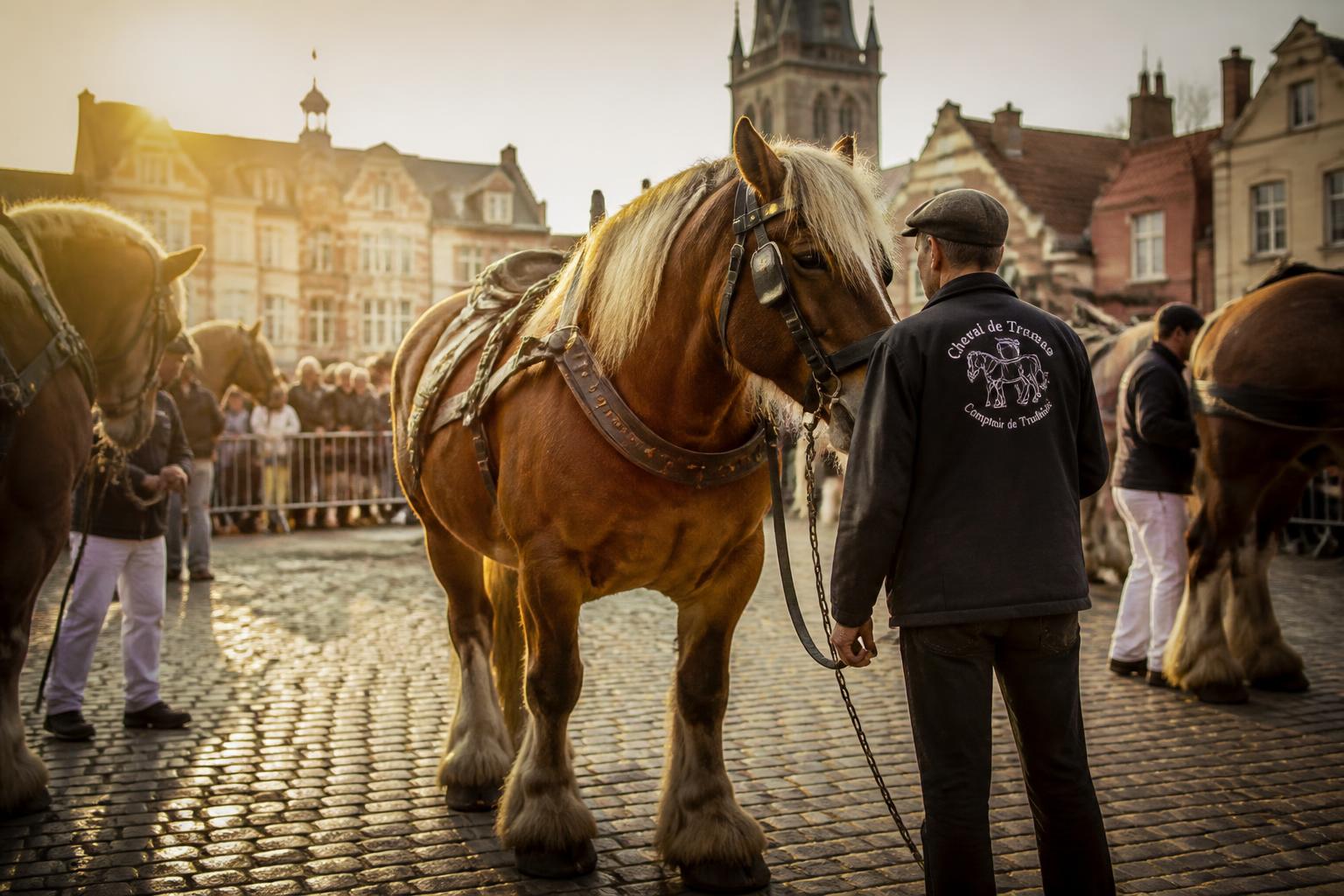 Foire aux chevaux et concours de trait dans le Nord