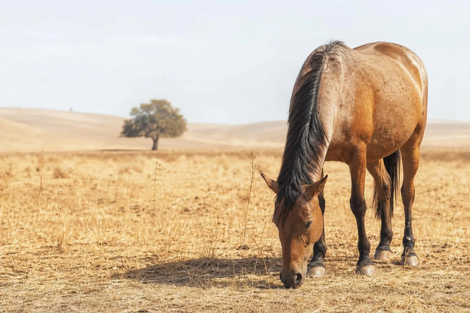 Cheval seul dans un pré sans ombre en pleine canicule, cherchant à se protéger du soleil