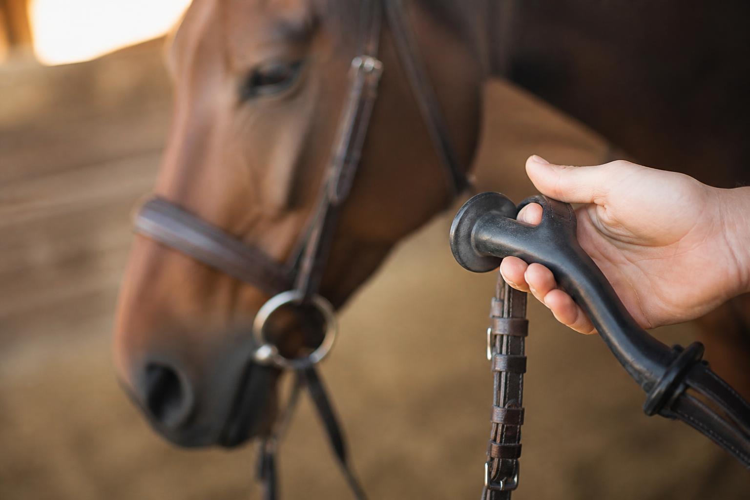 mors doux cheval