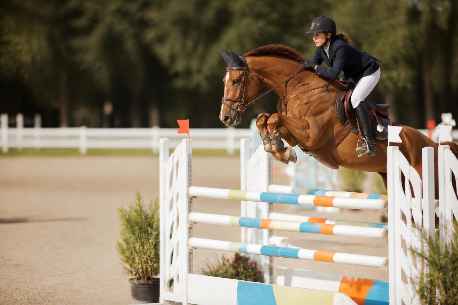 saut d'obstacles cheval