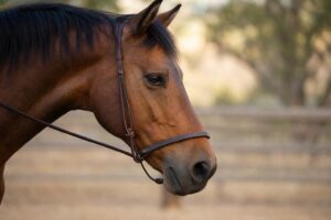 Mors Meroth : le mors en cuir sans bridon, action et usages