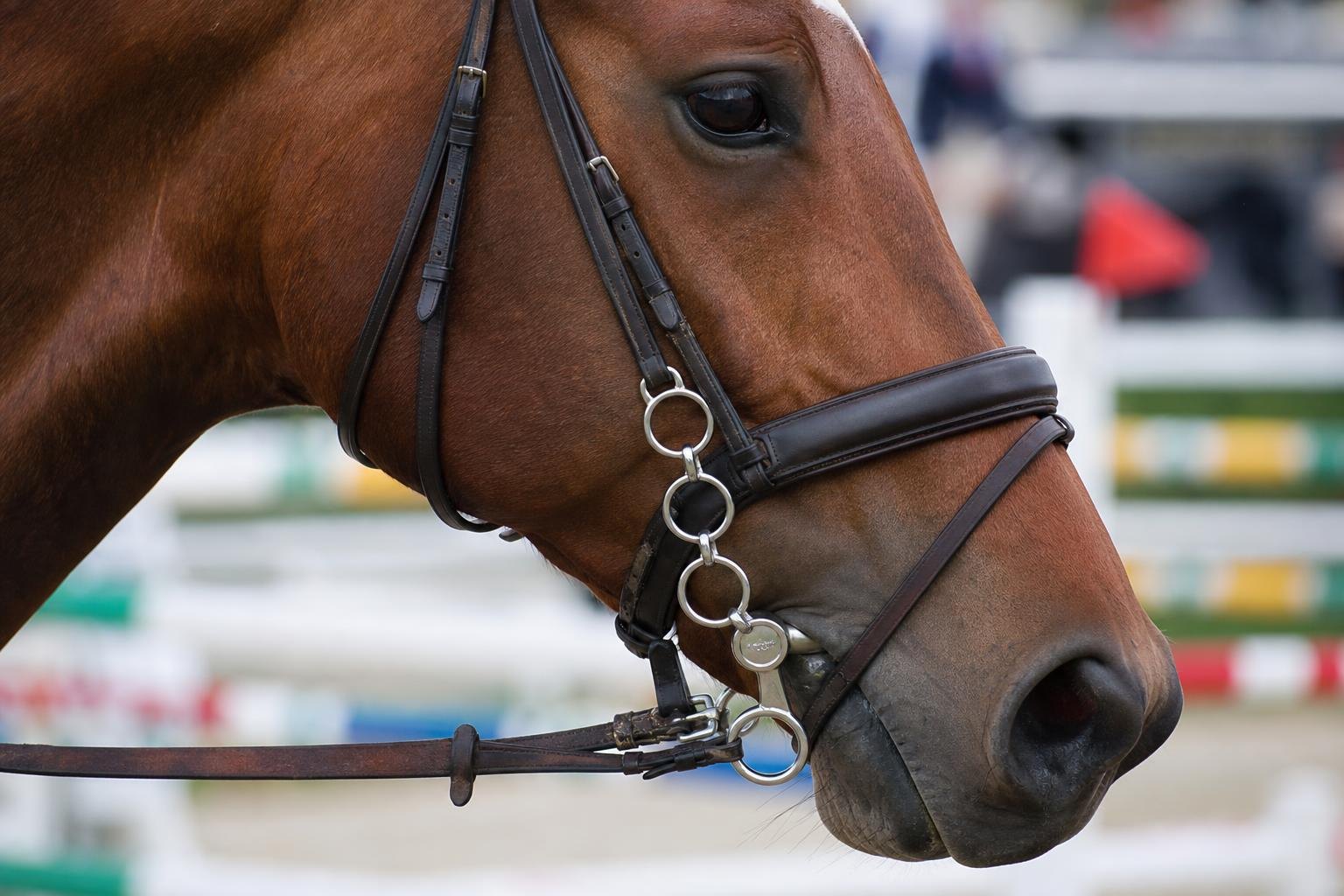Mors Pessoa a plusieurs anneaux monte sur une bride de cheval en saut d obstacles