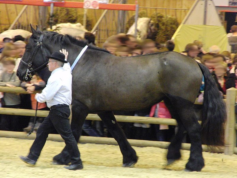 Poitevin Mulassier, cheval de trait des marais du Poitou