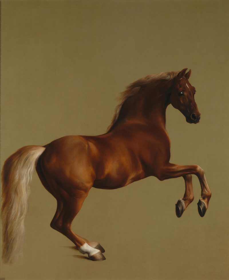 Whistlejacket, cheval cabré sur fond neutre, huile sur toile de George Stubbs (1762)