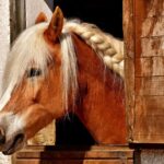 Nébuliseur cheval : bien choisir, séance et matériel