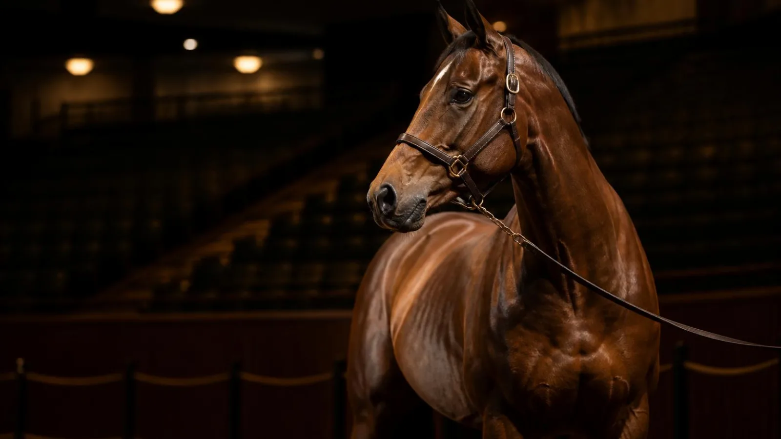 Payé 70 millions de dollars, puis bradé : la chute du cheval le plus cher du monde