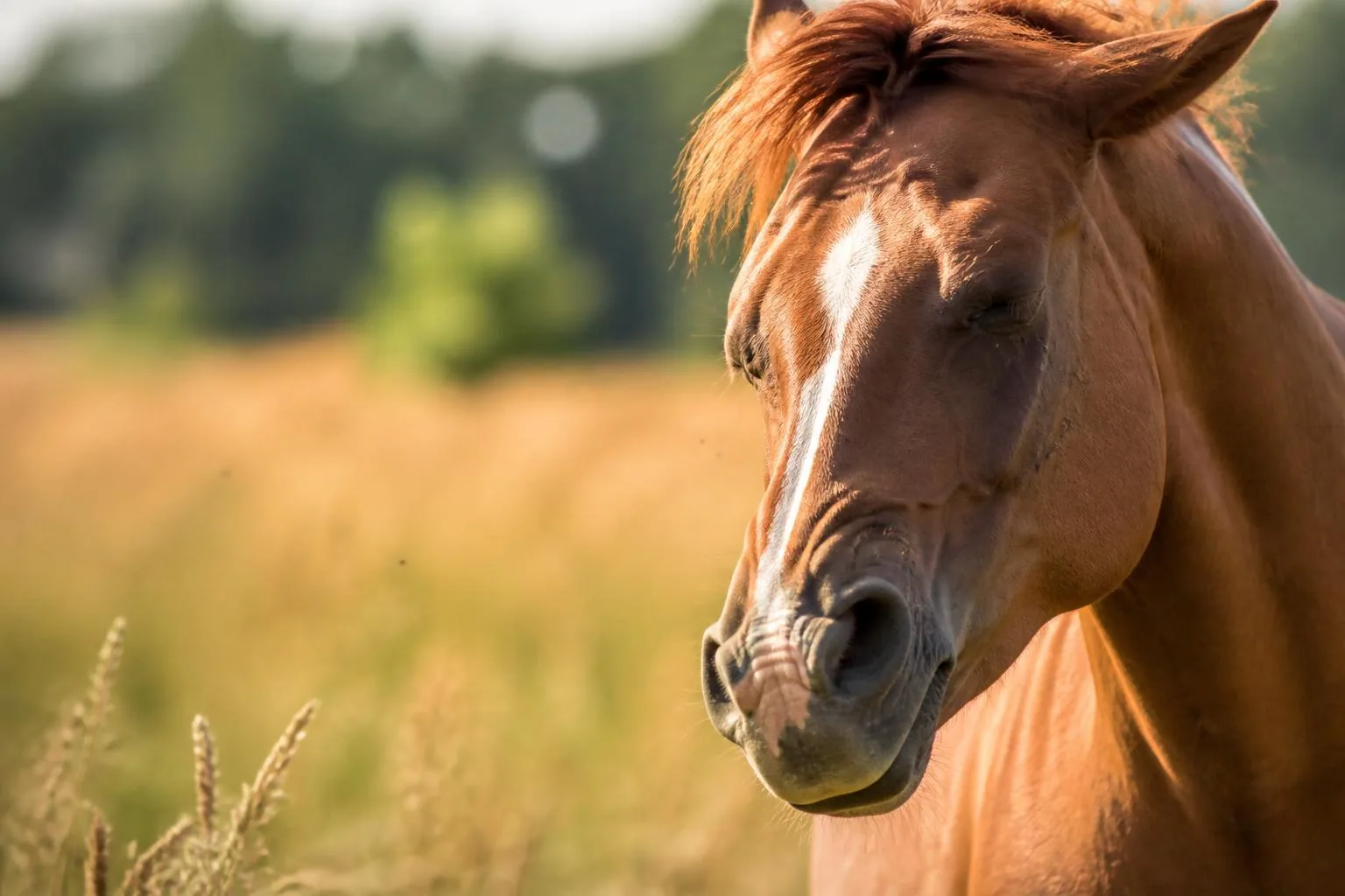 Mouches et taons : pourquoi votre cheval se défend mal, et comment l’aider