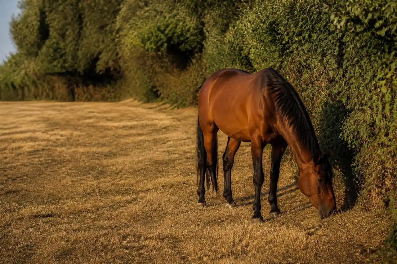 Cette plante banale de nos prés peut tuer un cheval en quelques heures