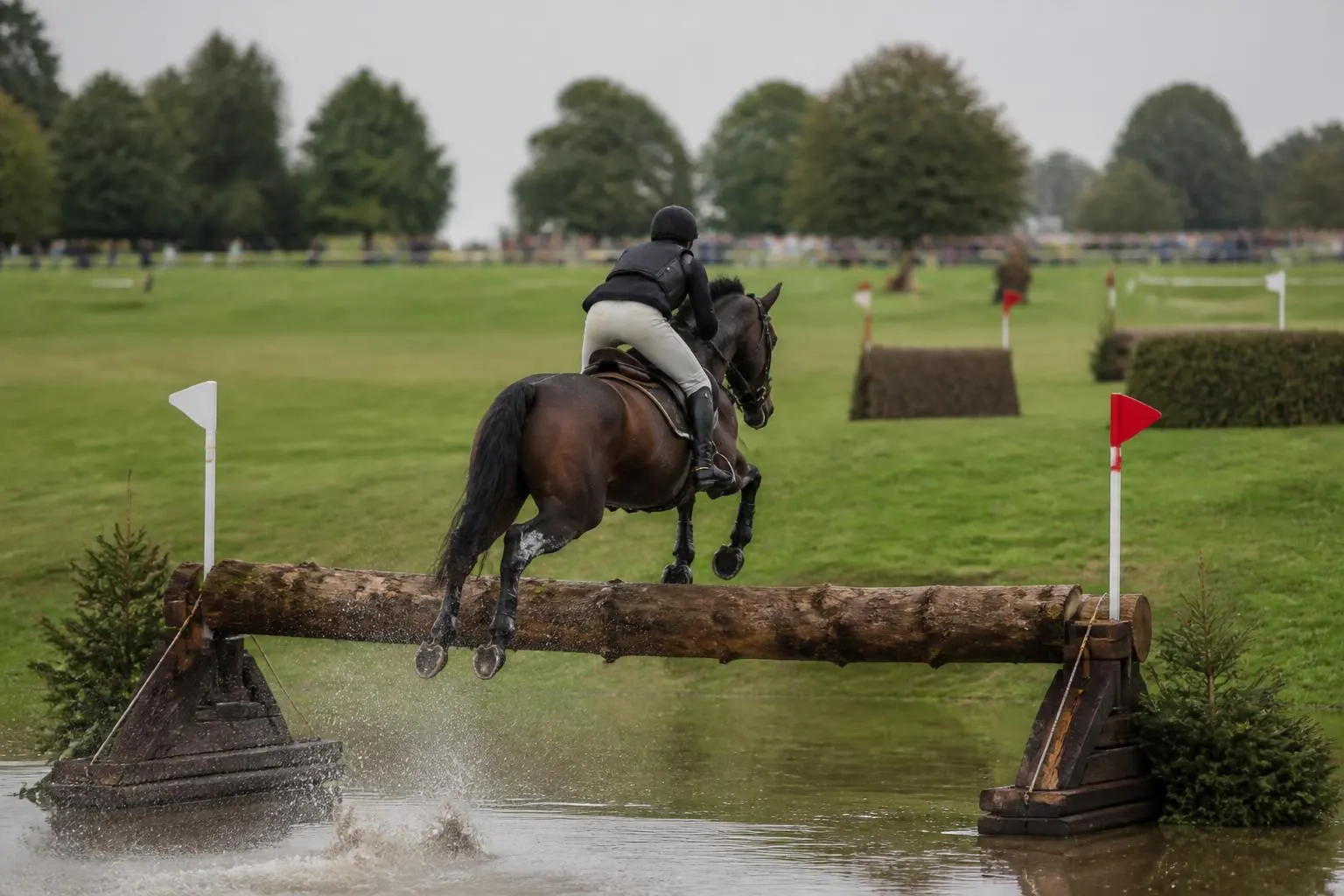 Cheval bai franchissant un gros tronc suspendu à l'entrée d'un plan d'eau sur un cross, cavalier casqué vu de côté