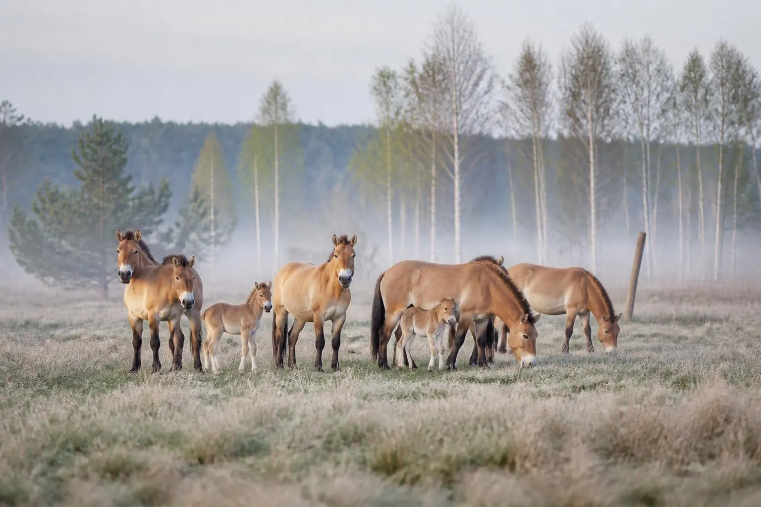 Harde de chevaux sauvages beiges avec deux poulains, au pâturage dans une prairie givrée bordée de bouleaux sous la brume