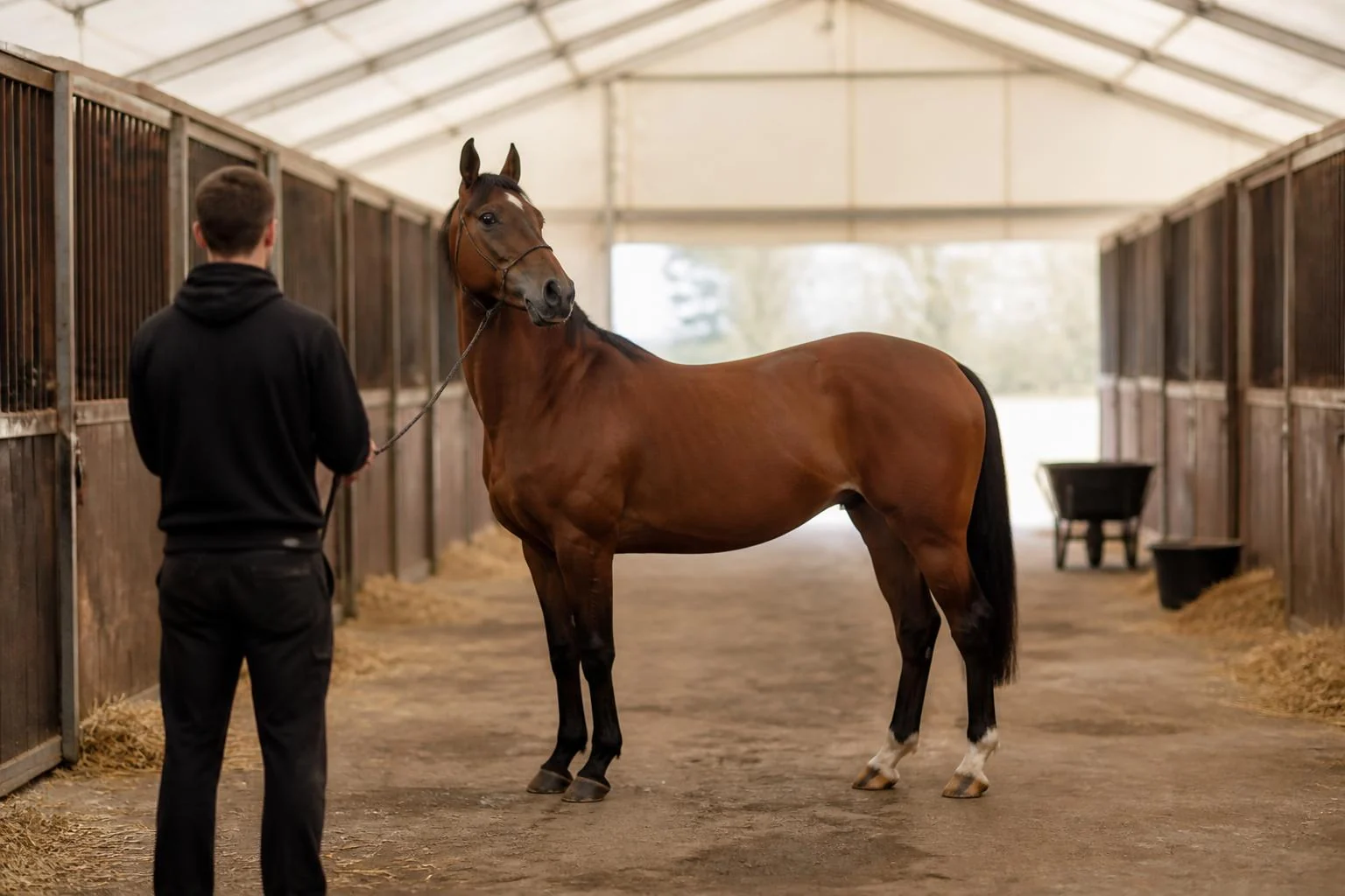 Jeune cheval bai tenu en licol de corde par un palefrenier de dos, entre deux rangées de boxes en bois paillés