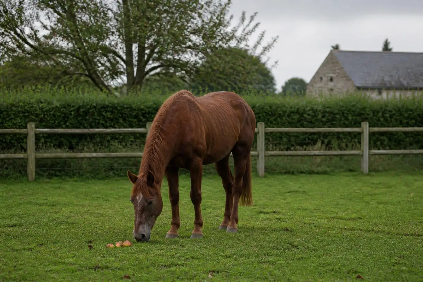 Vieux cheval alezan au poil grisonnant autour du nez, broutant vers trois pommes posées dans l'herbe d'un pré clôturé