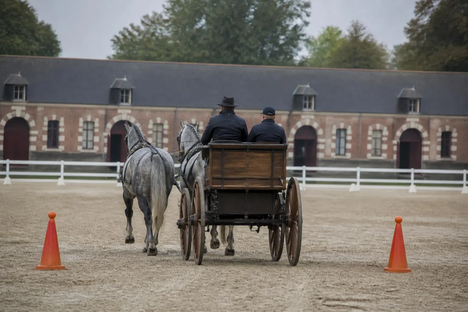 Paire de percherons gris attelés à une voiture de marathon entre deux cônes orange, carrière de sable, meneur de dos