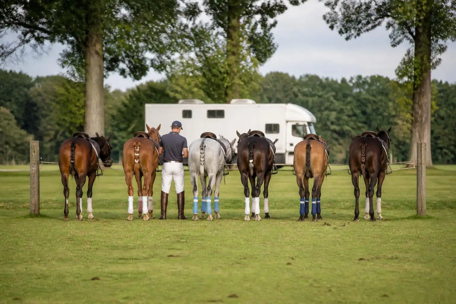 Six poneys de polo sellés, jambes bandées, queues nouées, attachés en ligne devant un camion blanc, groom de dos
