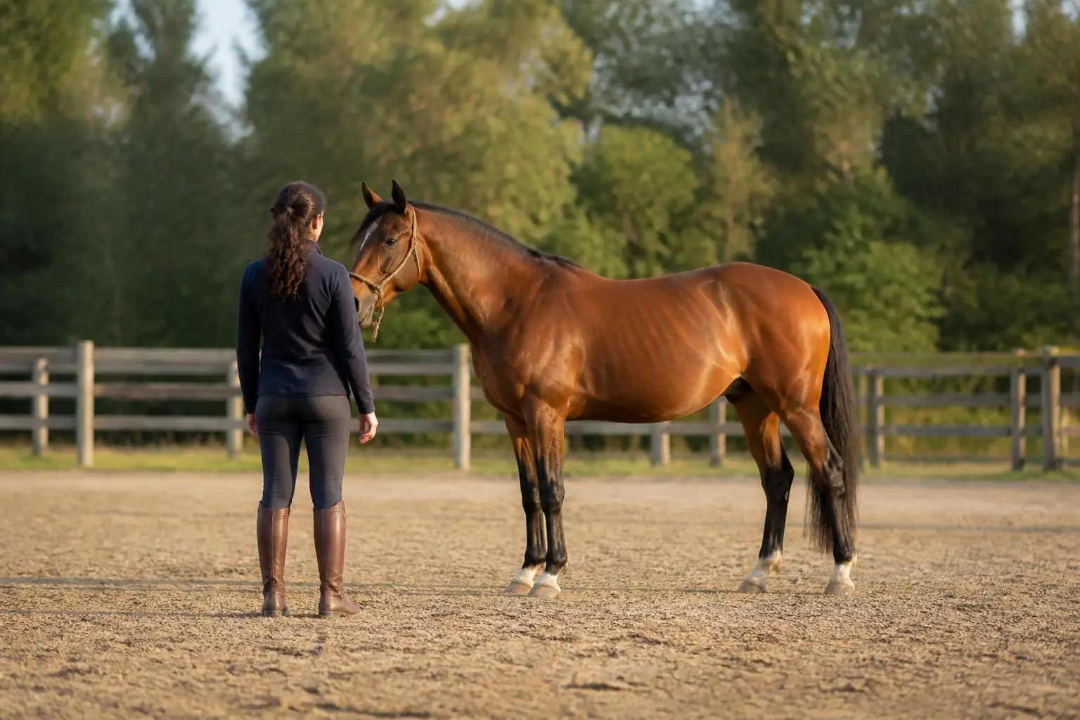 Cavalière vue de dos face à un cheval bai en licol de corde dans une carrière, oreille du cheval tournée vers elle